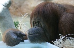 Orang-Utan
