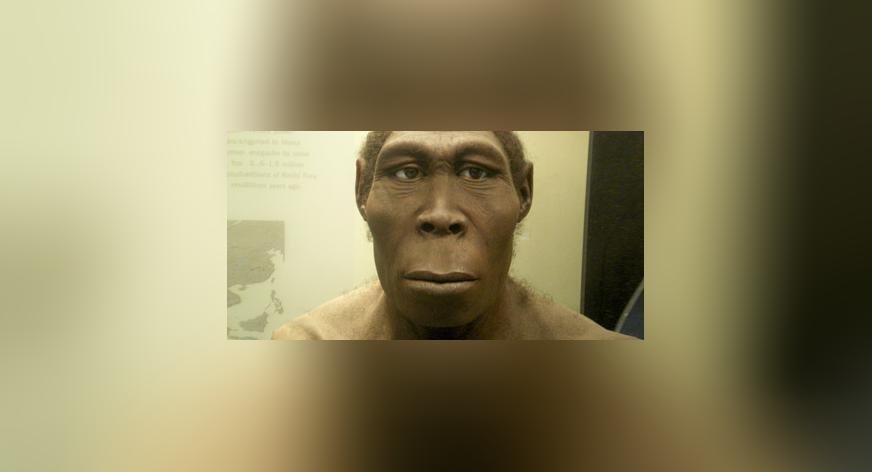 Fund in Indonesien – Homo erectus früher ausgestorben als gedacht
